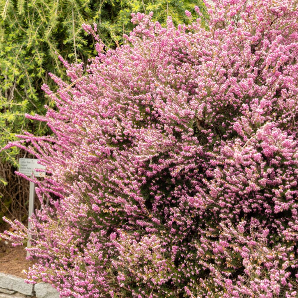 Erica darleyensis Darley Dale - Brezo rosado