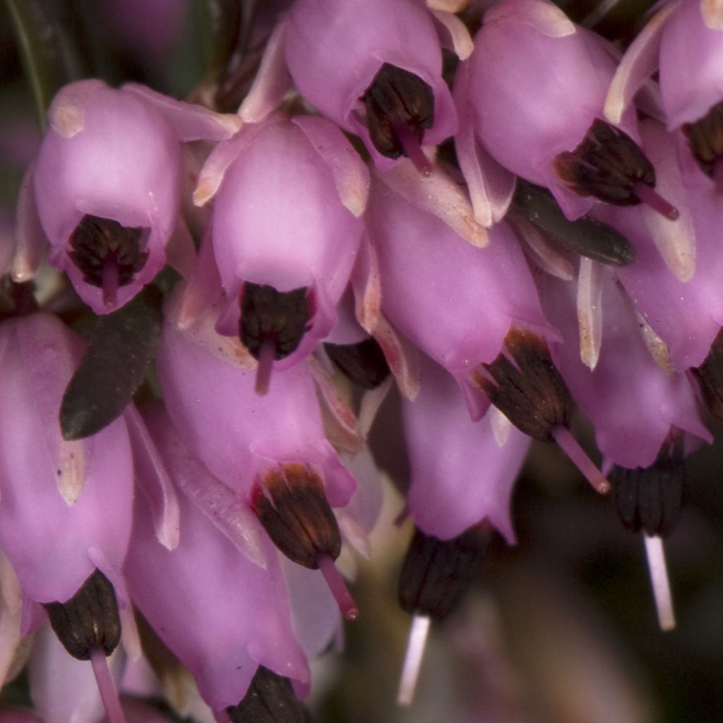 Erica darleyensis Furzey - Brezo rosado