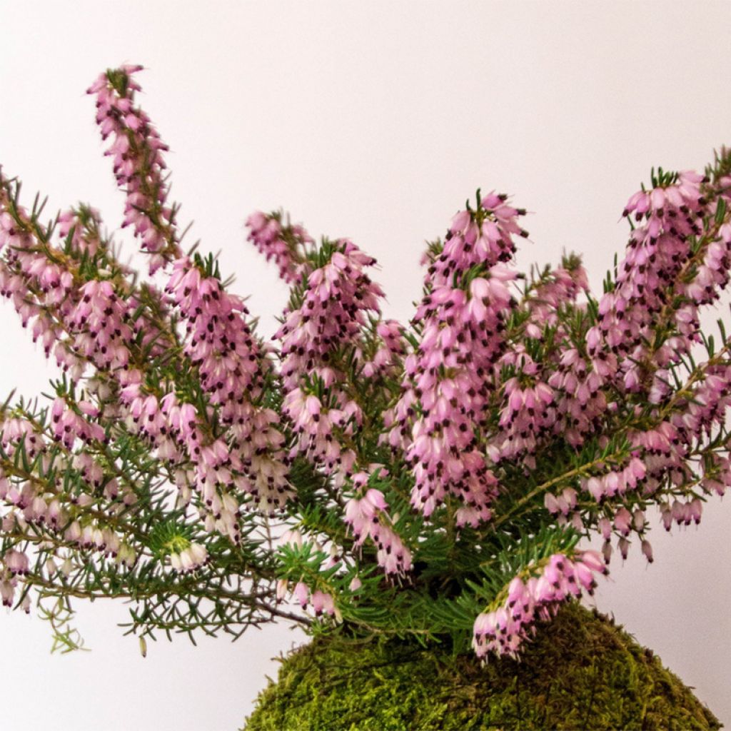 Erica darleyensis Furzey - Brezo rosado