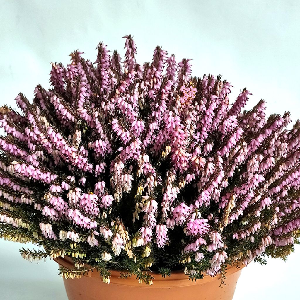 Erica darleyensis J.W. Porter - Brezo rosado