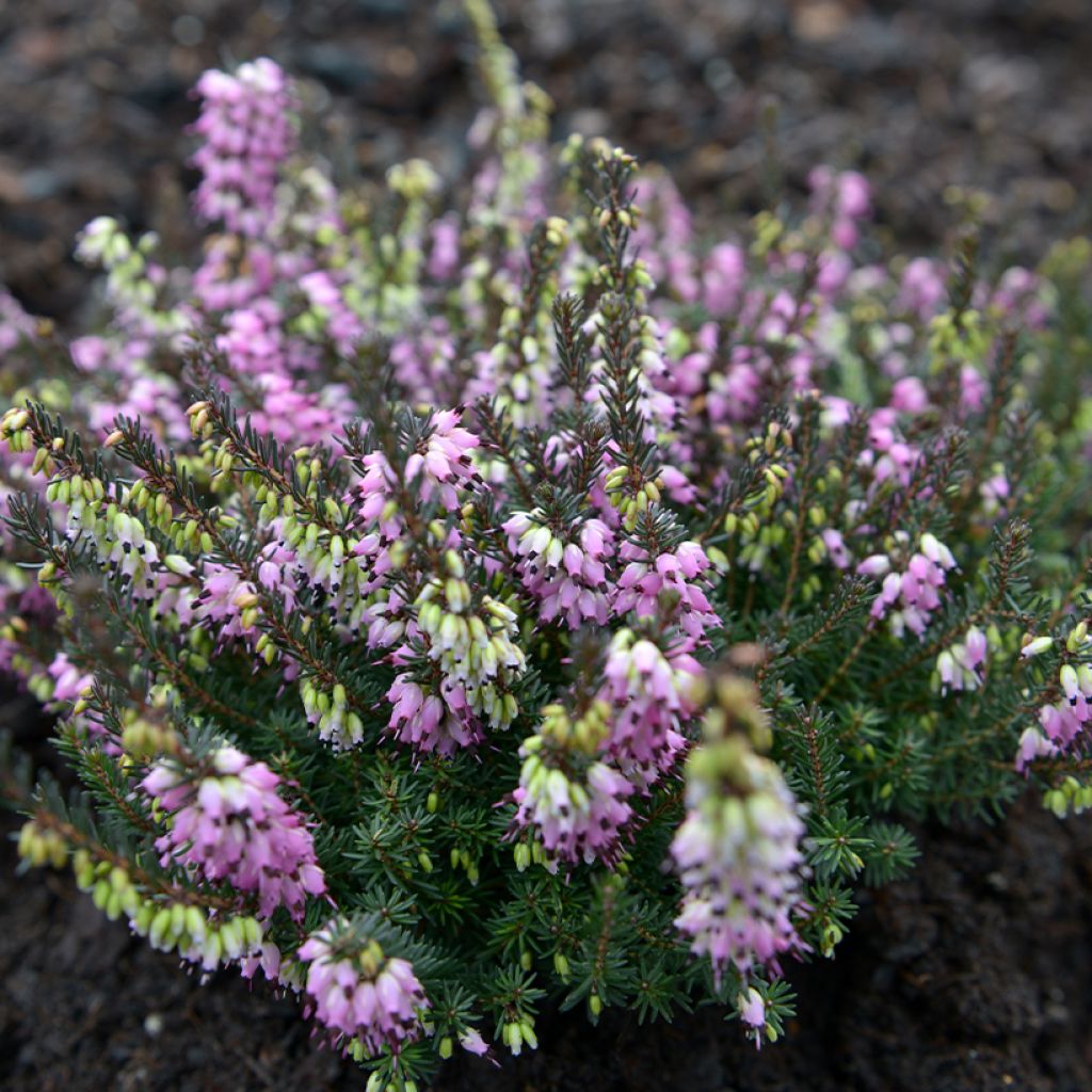 Erica darleyensis Lea - Brezo rosado