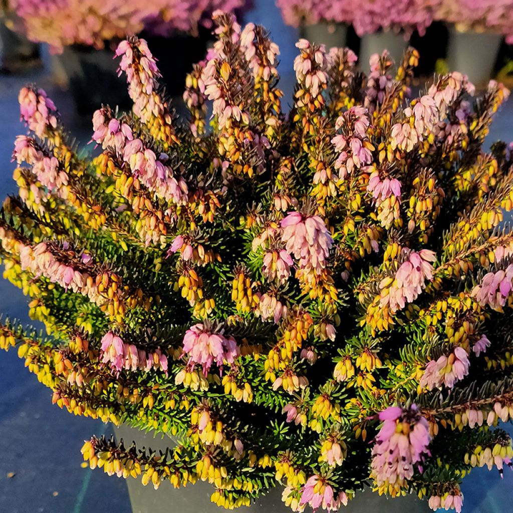 Erica darleyensis Lea - Brezo rosado