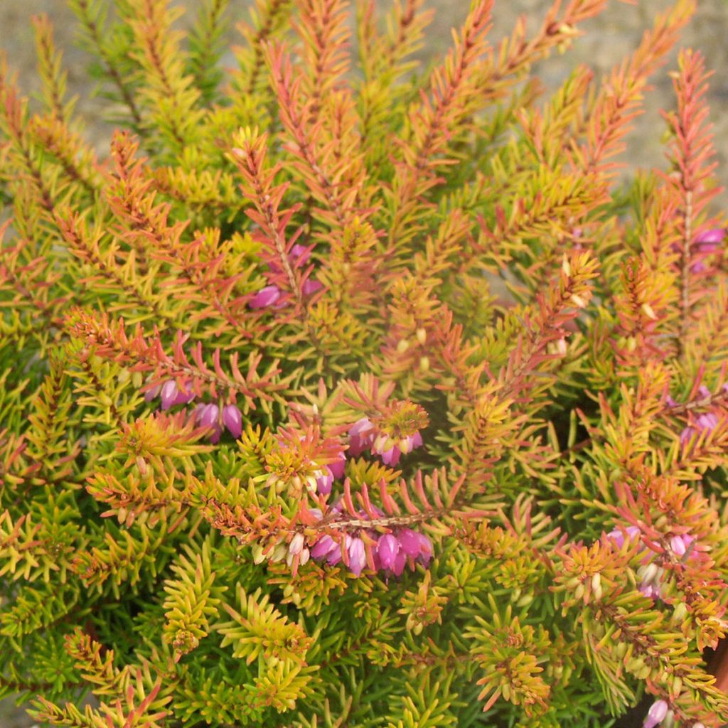 Erica darleyensis Marie Helen - Brezo rosado