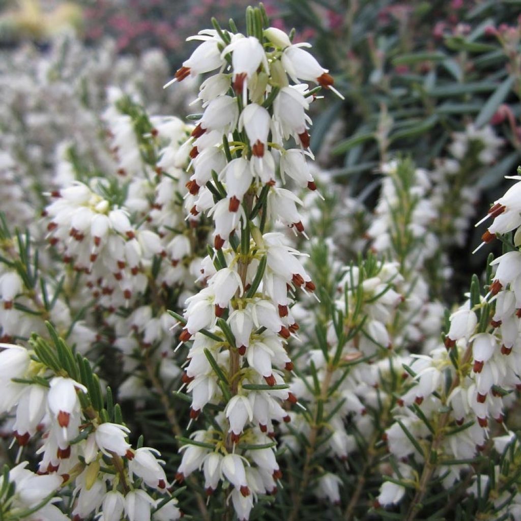 Erica darleyensis White Perfection - Brezo rosado