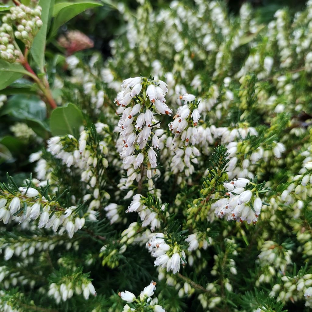 Erica darleyensis White Perfection - Brezo rosado