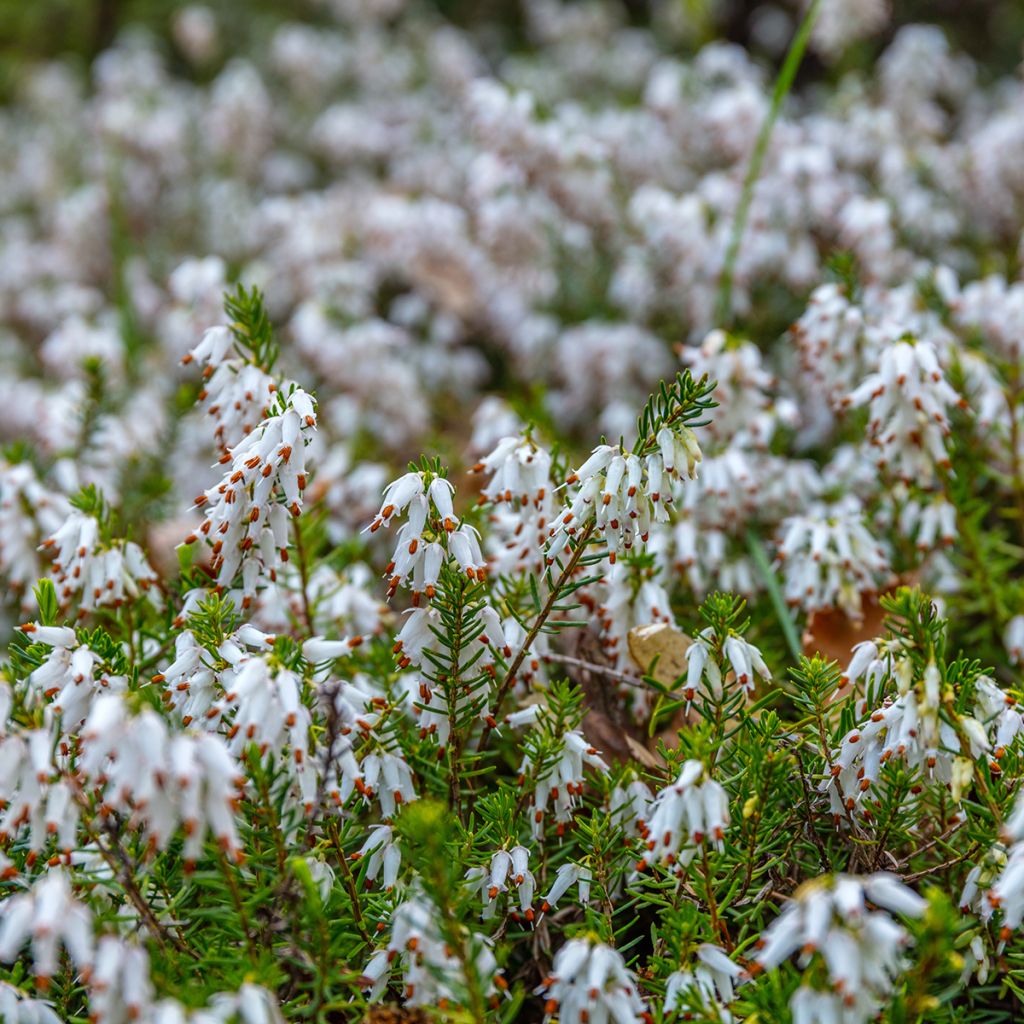 Erica darleyensis White Perfection - Brezo rosado