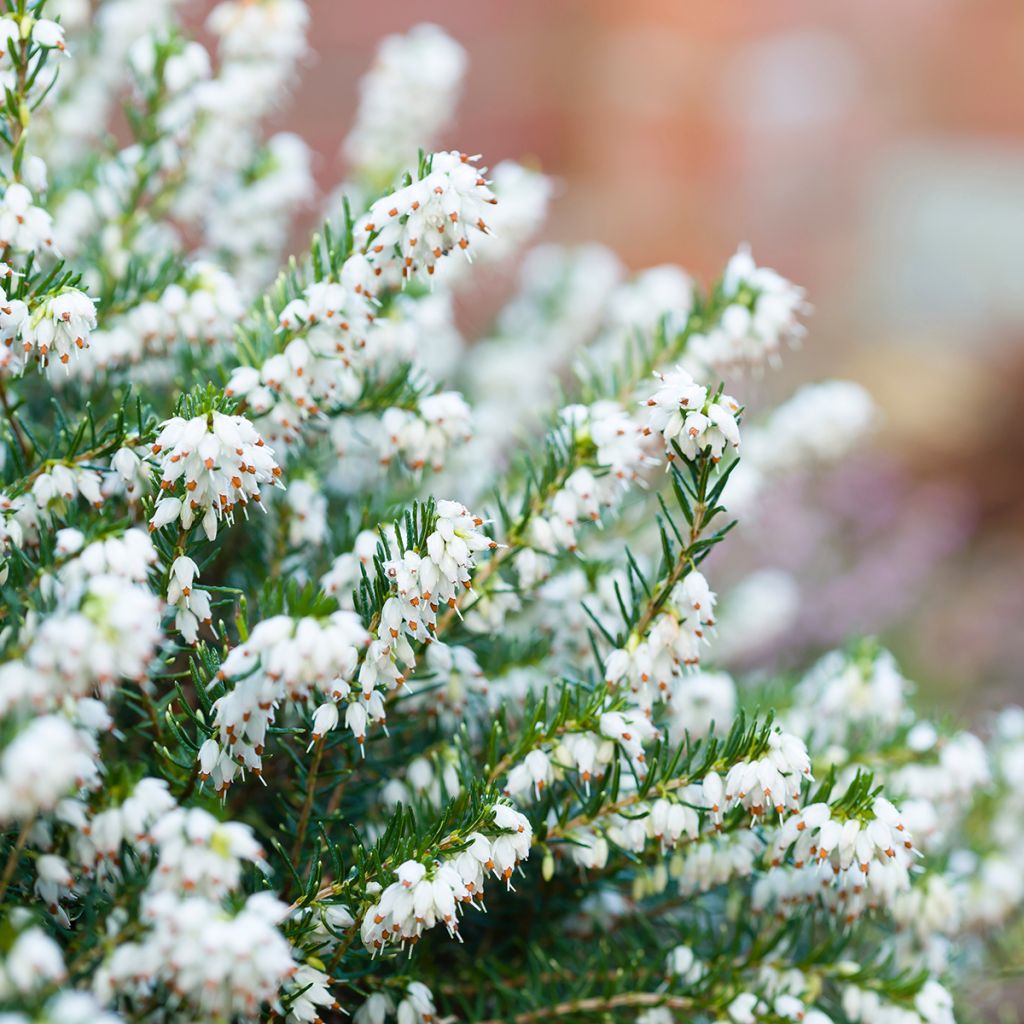 Erica darleyensis White Perfection - Brezo rosado