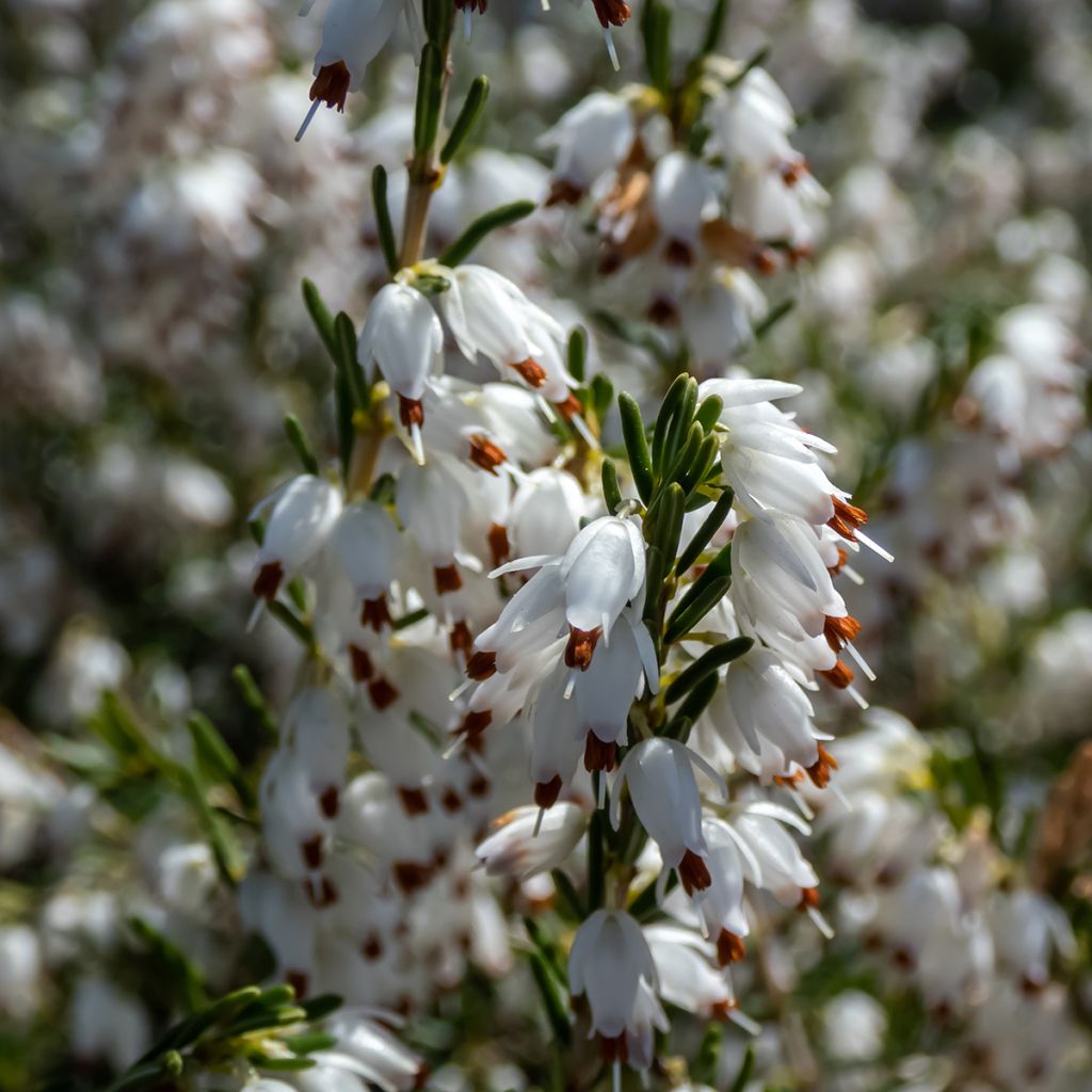 Erica darleyensis White Perfection - Brezo rosado