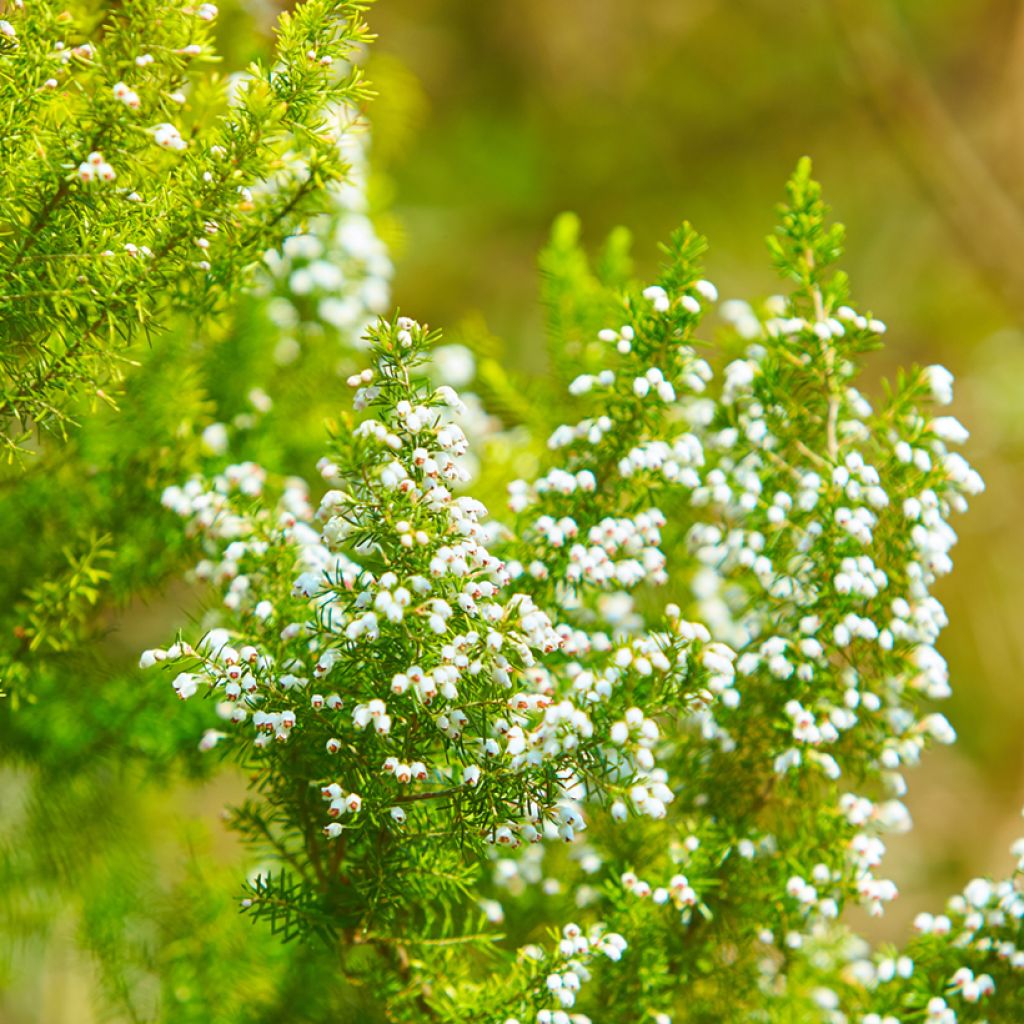 Erica darleyensis White Perfection - Brezo rosado