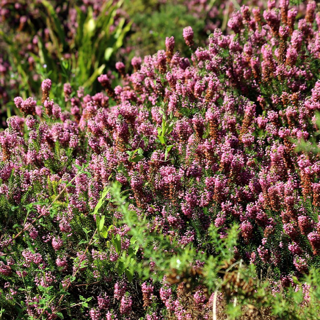 Erica vagans Diana Hornibrook - Brezo