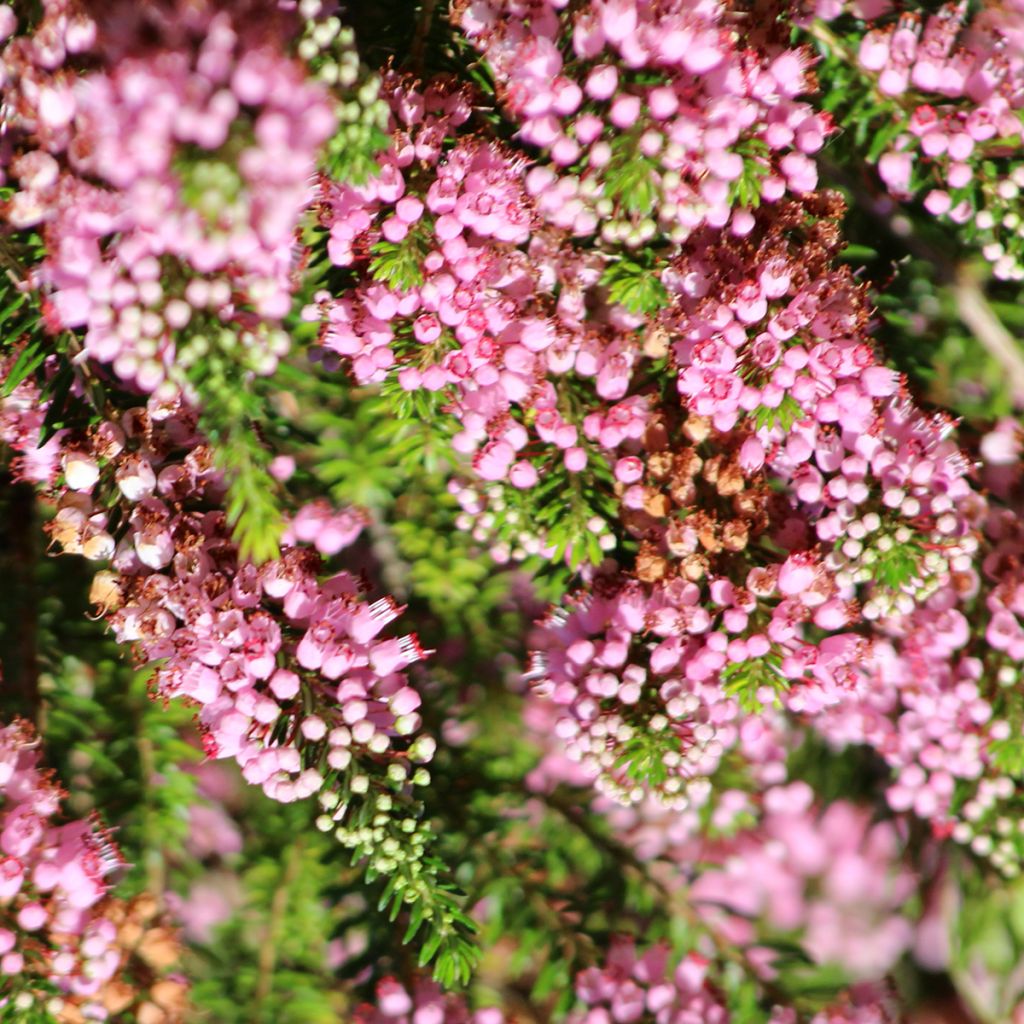 Erica vagans Diana Hornibrook - Brezo