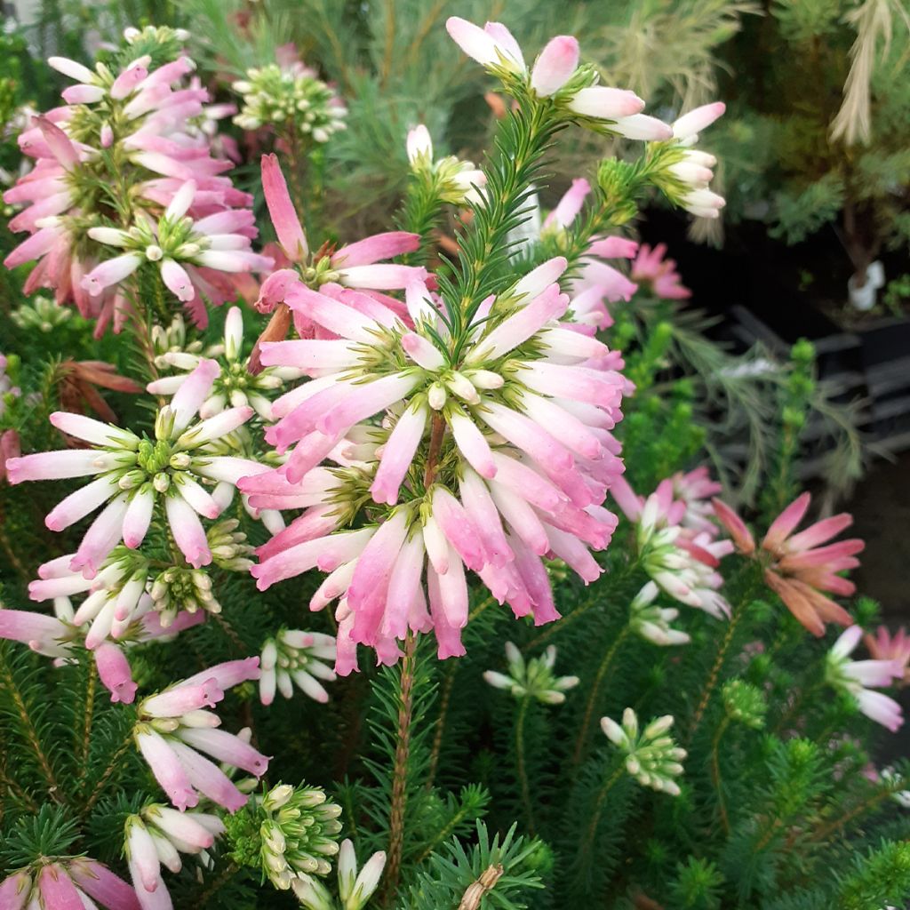 Erica verticillata - Brezo verticilado