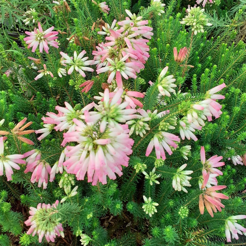 Erica verticillata - Brezo verticilado