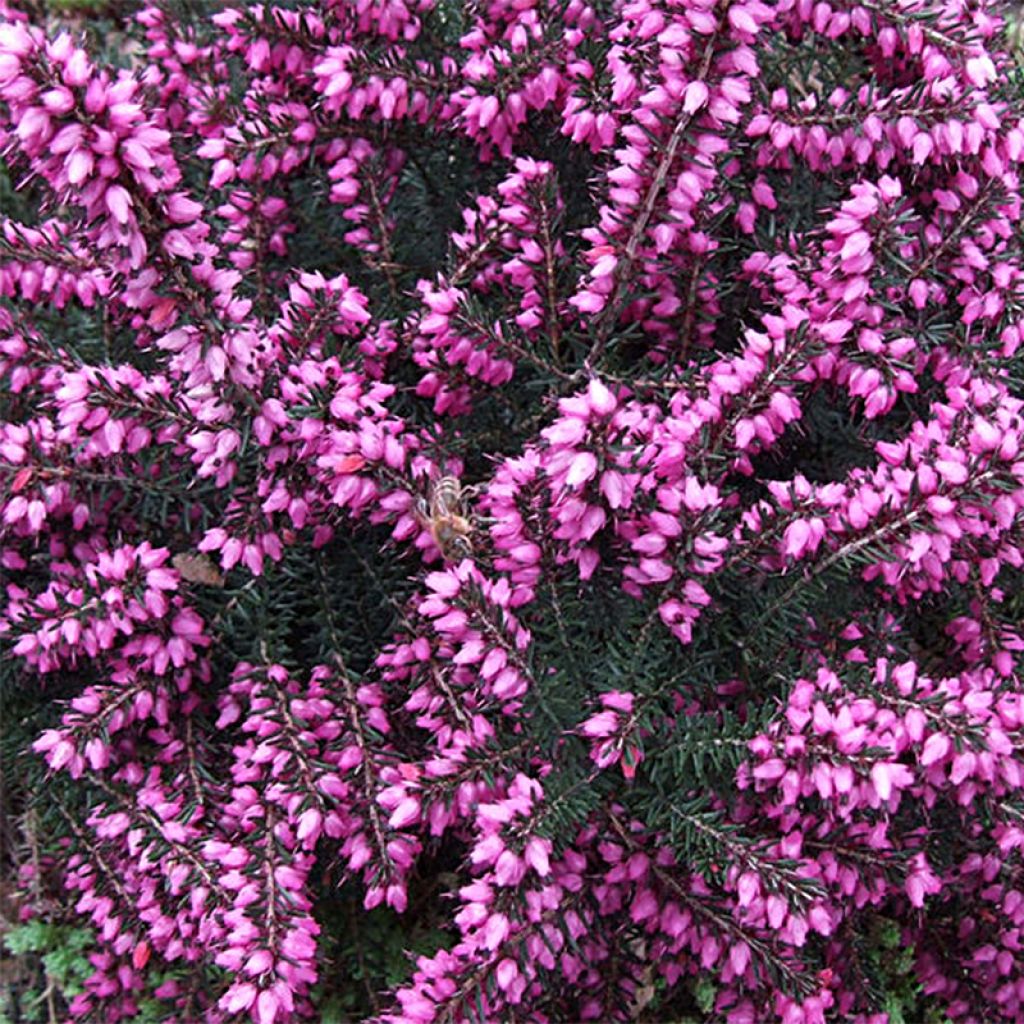 Erica x darleyensis Kramer's Rote - Bruyère de Darley