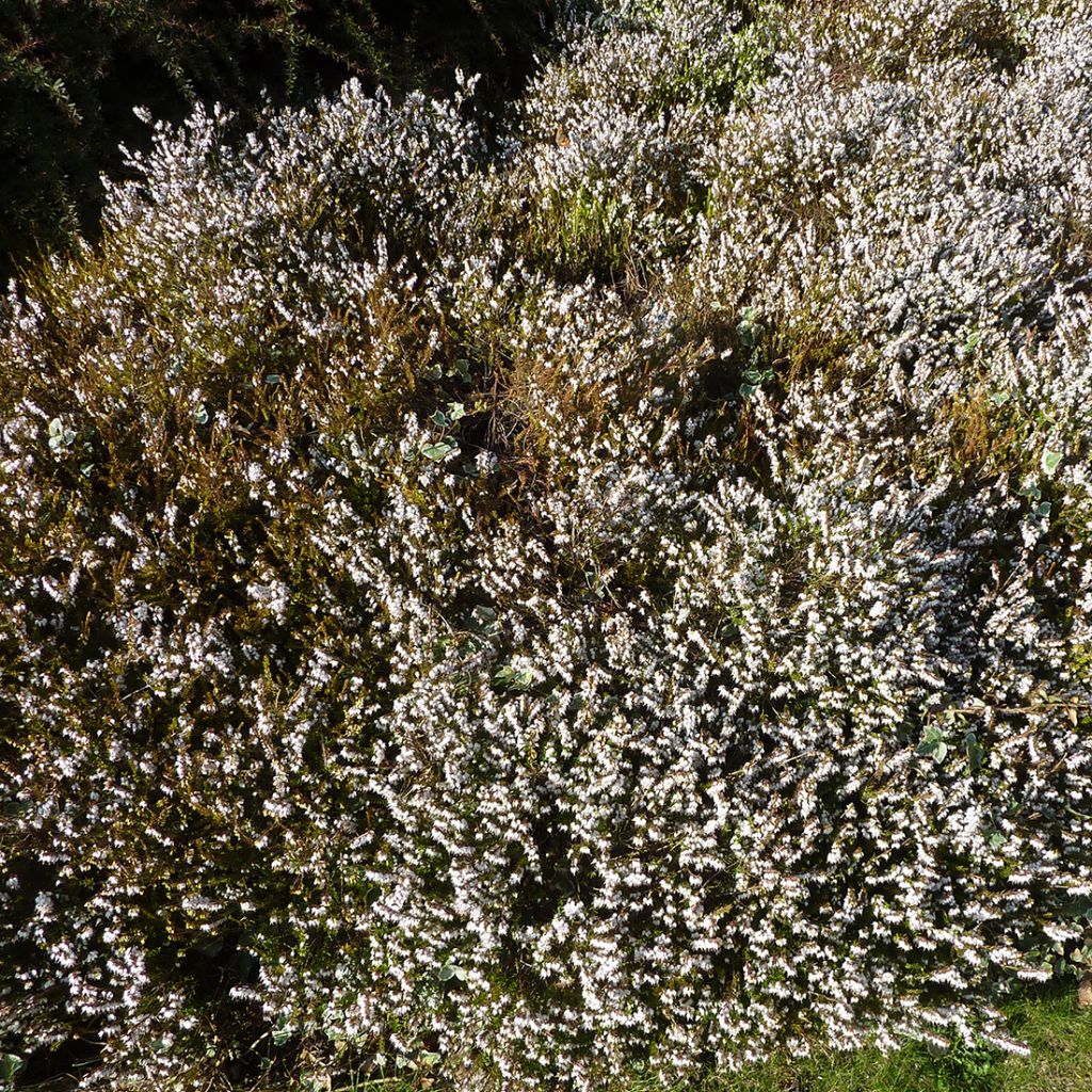 Erica x darleyensis Silberschmelze - Bruyère d'hiver