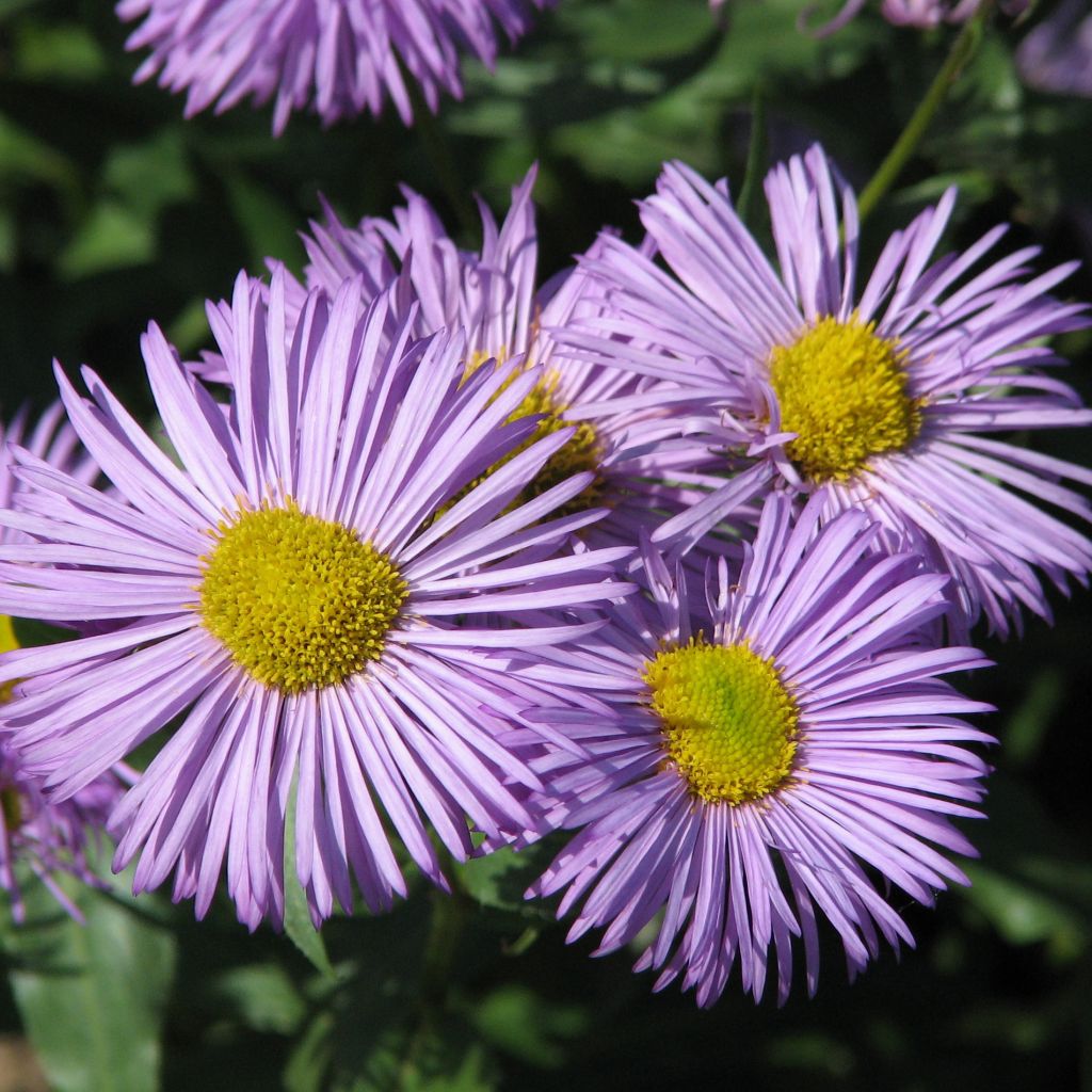 Erigeron Azure Beauty - Vergerette