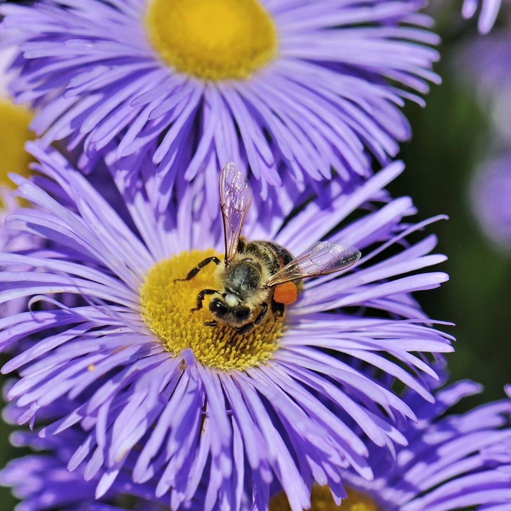 Erigeron speciosus Azure Beauty - Margarita de Oregón