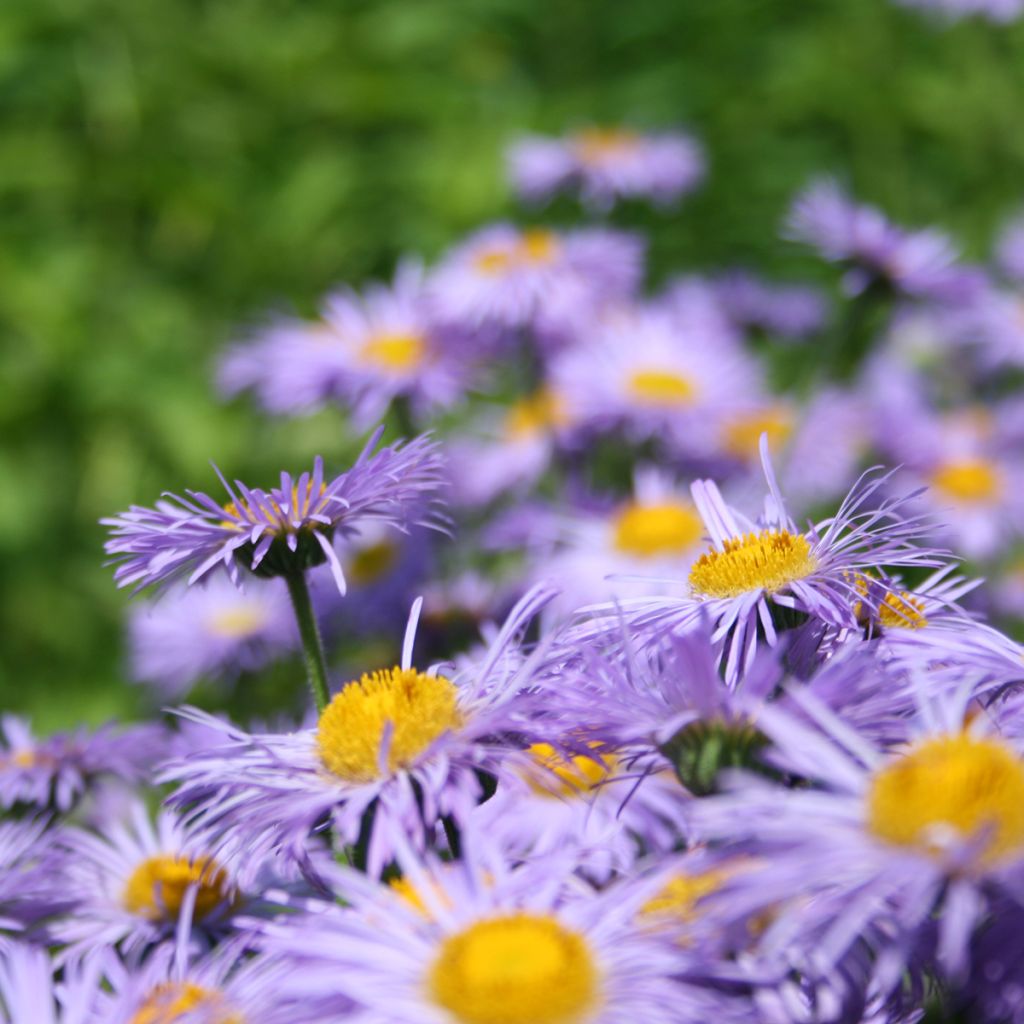 Erigeron speciosus Azure Beauty - Margarita de Oregón