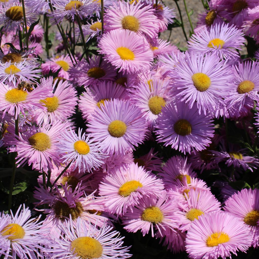 Erigeron speciosus Rosa Jewel - Margarita de Oregón