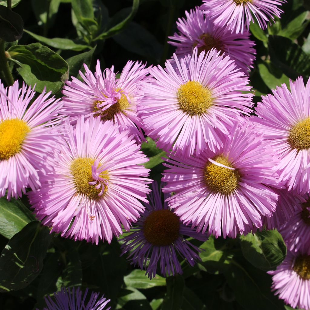 Erigeron speciosus Rosa Jewel - Margarita de Oregón