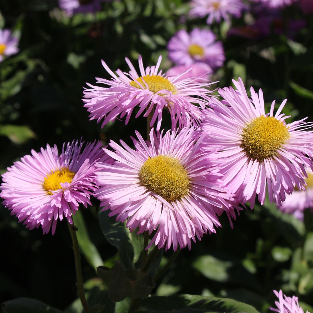 Erigeron speciosus Rosa Jewel - Margarita de Oregón