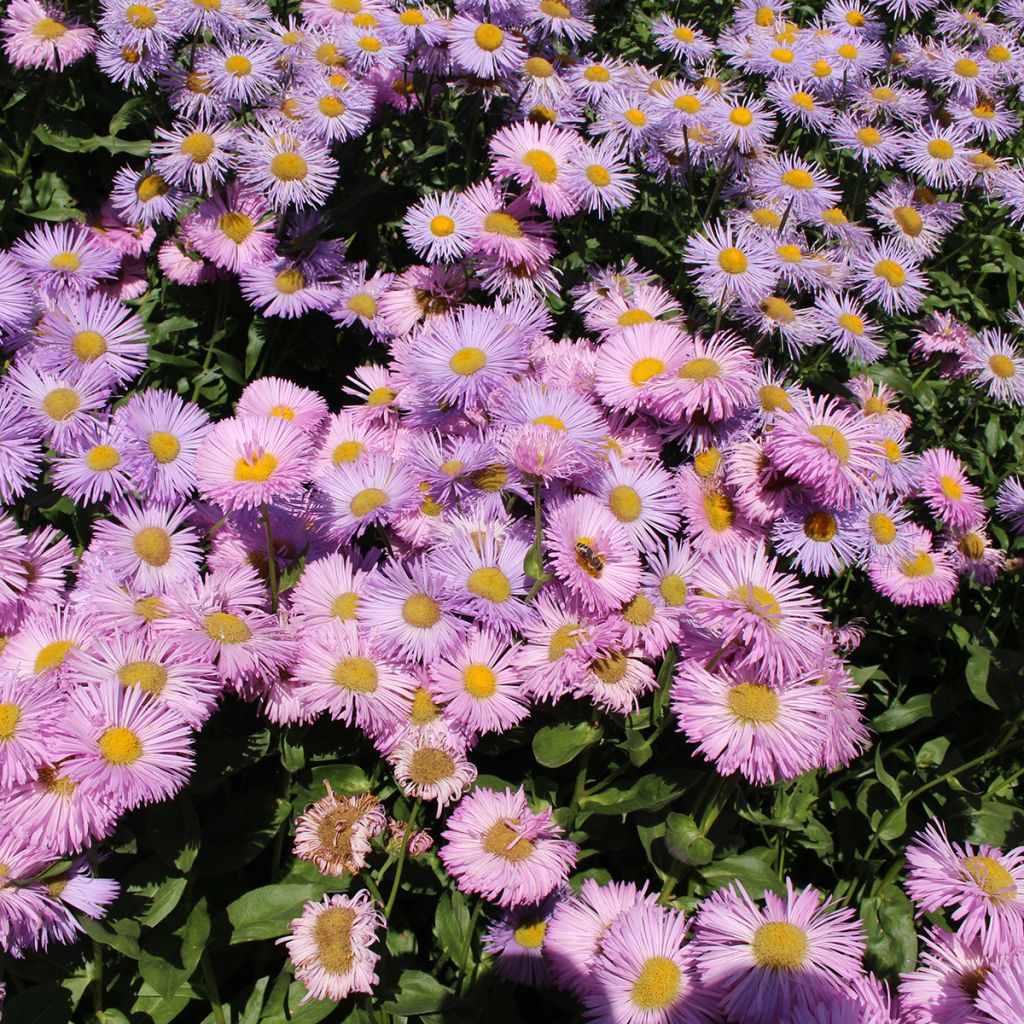 Erigeron speciosus Rosa Jewel - Margarita de Oregón