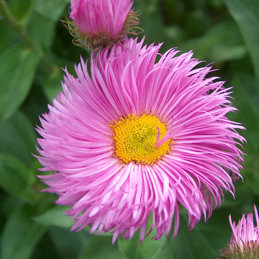 Erigeron Rosa Juwel - Vergerette