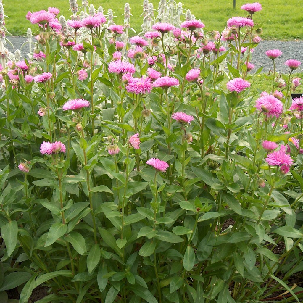 Erigeron Rosa Juwel - Vergerette