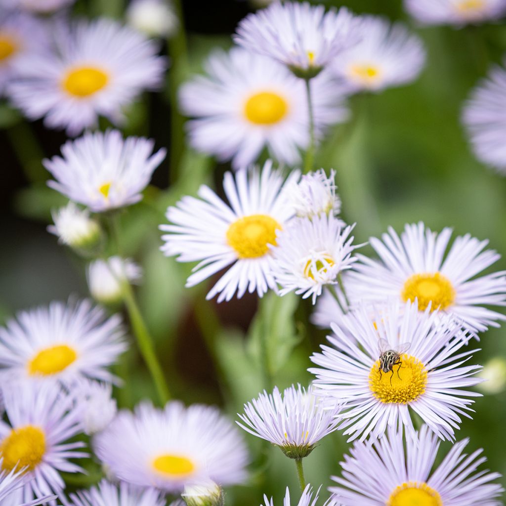 Erigeron speciosus Sommerneuschnee - Margarita de Oregón