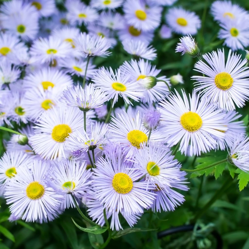 Erigeron speciosus Sommerneuschnee - Margarita de Oregón