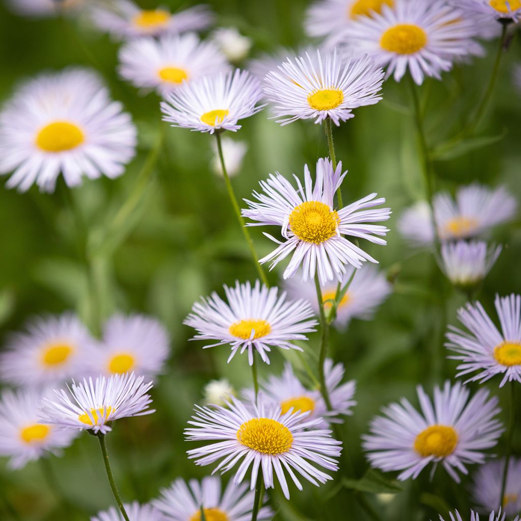 Erigeron speciosus Sommerneuschnee - Margarita de Oregón