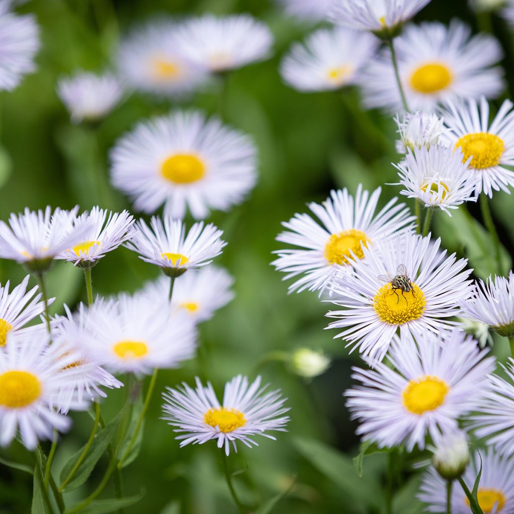 Erigeron speciosus Sommerneuschnee - Margarita de Oregón