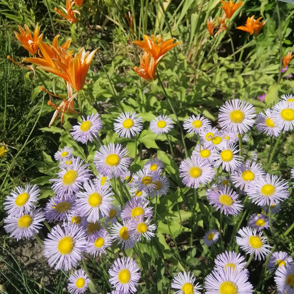 Erigeron speciosus Sommerneuschnee - Margarita de Oregón