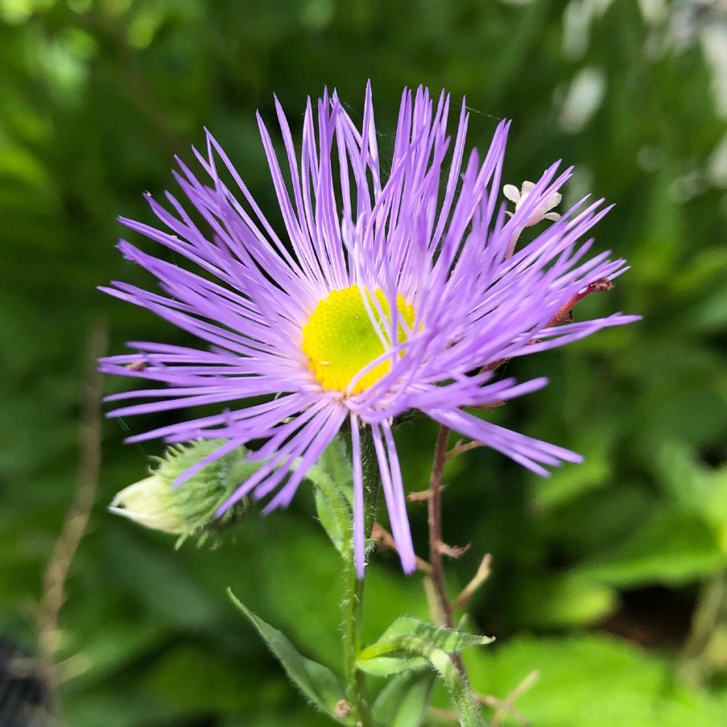 Erigeron Strahlenmeer - Vergerette