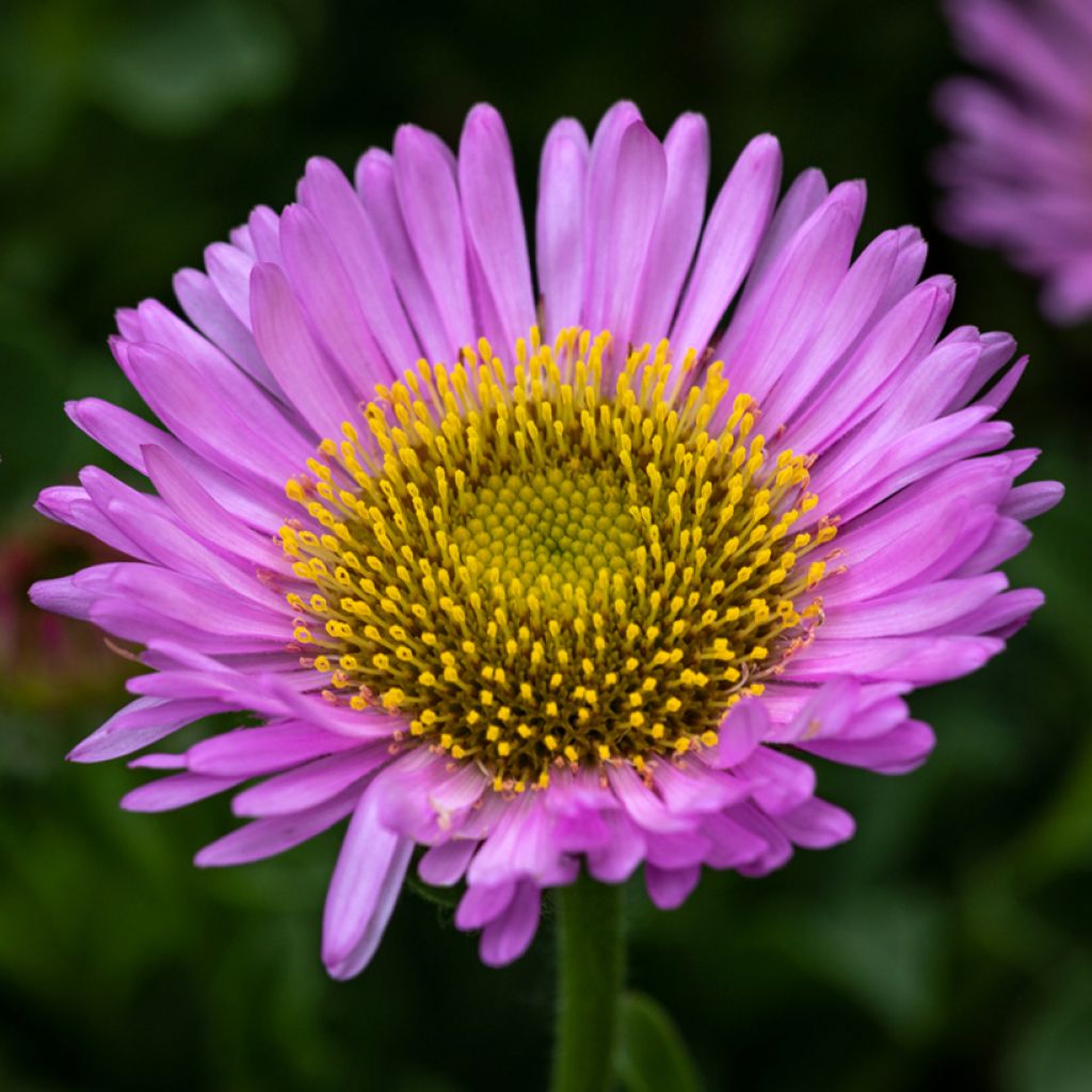 Erigeron glaucus Sea Breeze - Margarita glauca