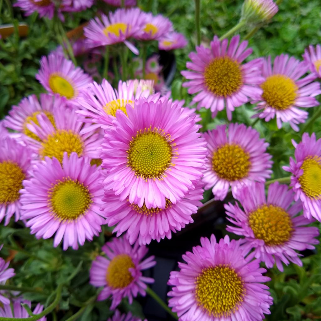 Erigeron glaucus Sea Breeze - Margarita glauca