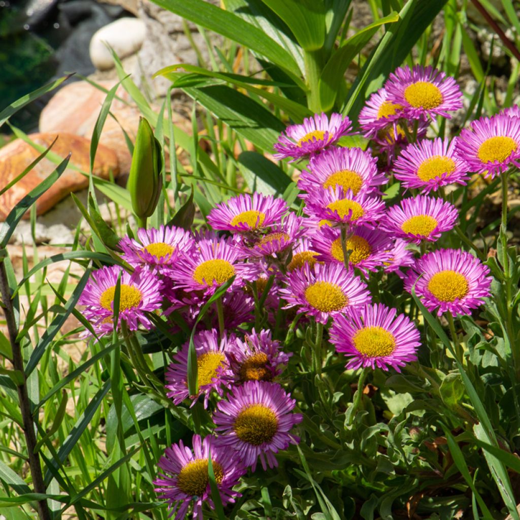 Erigeron glaucus Sea Breeze - Margarita glauca