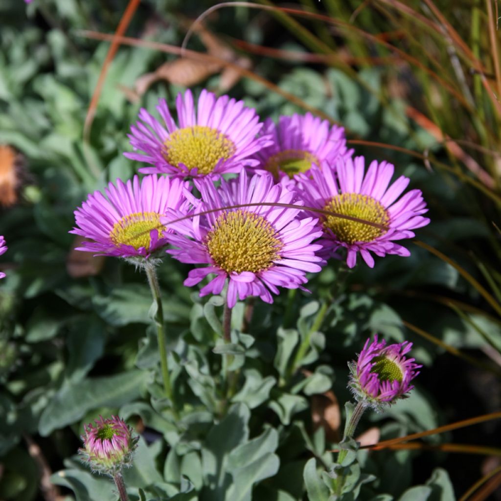 Erigeron glaucus Sea Breeze - Margarita glauca