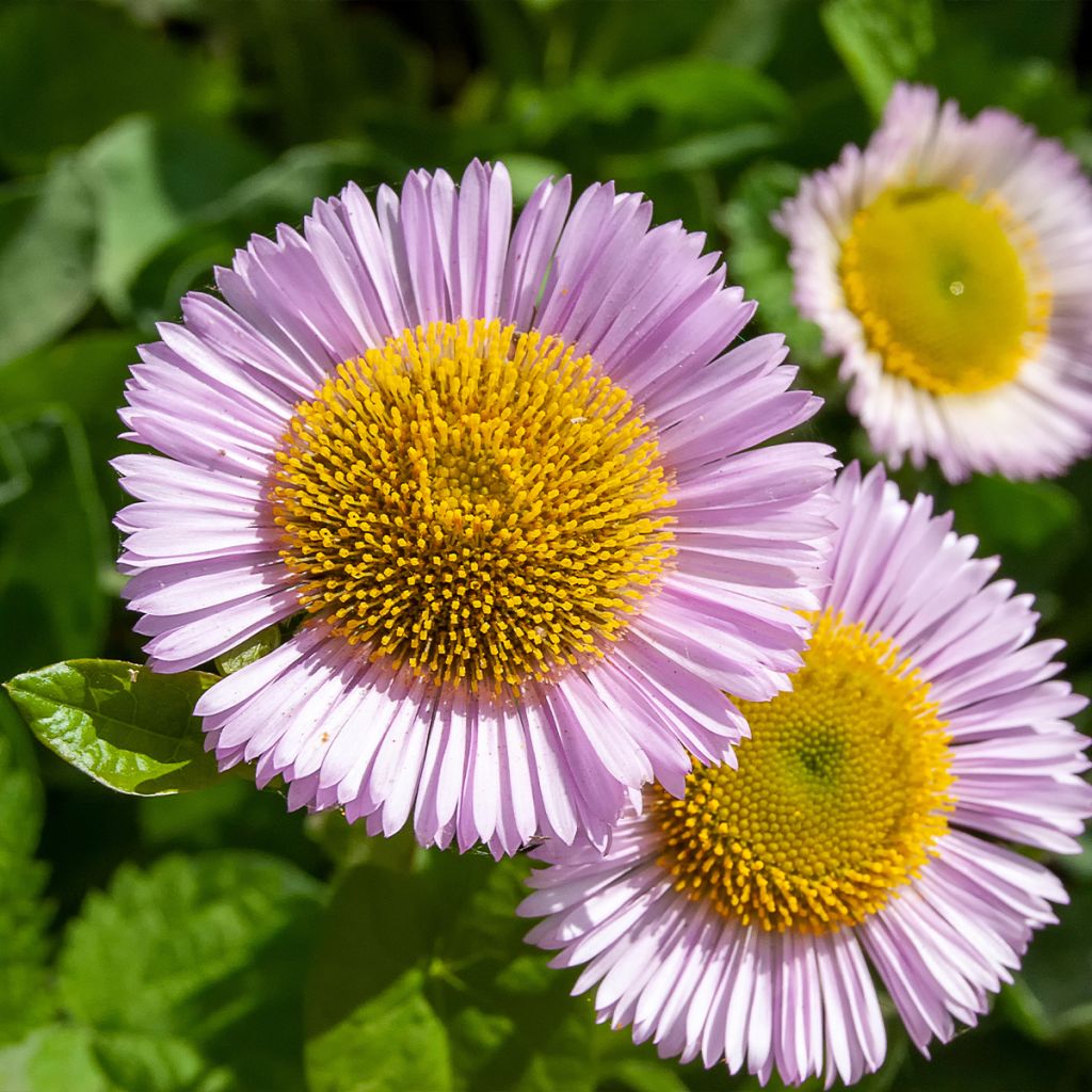 Erigeron glaucus - Vergerette glauque