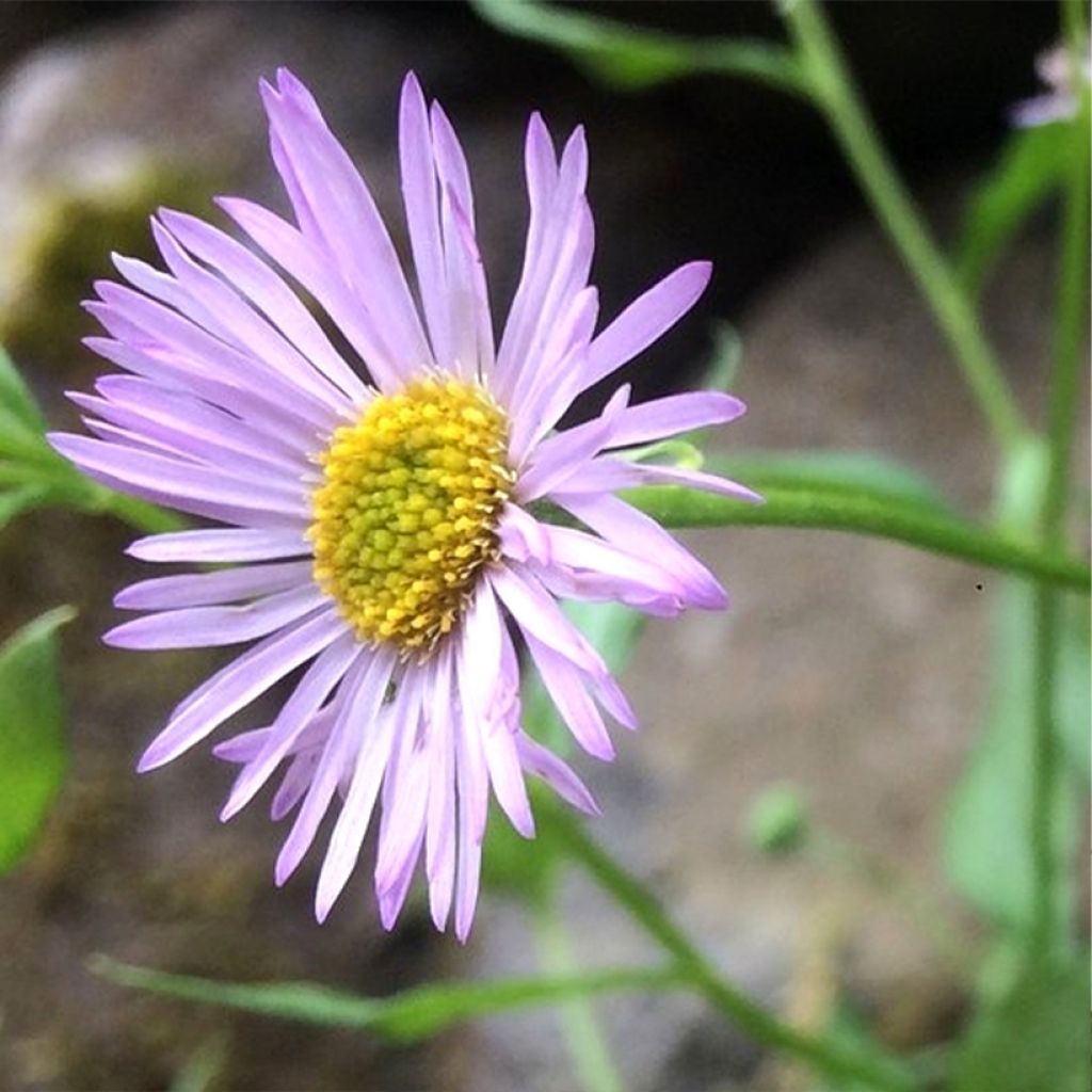 Erigeron karvinskianus Lavender Lady - Margarita cimarrona