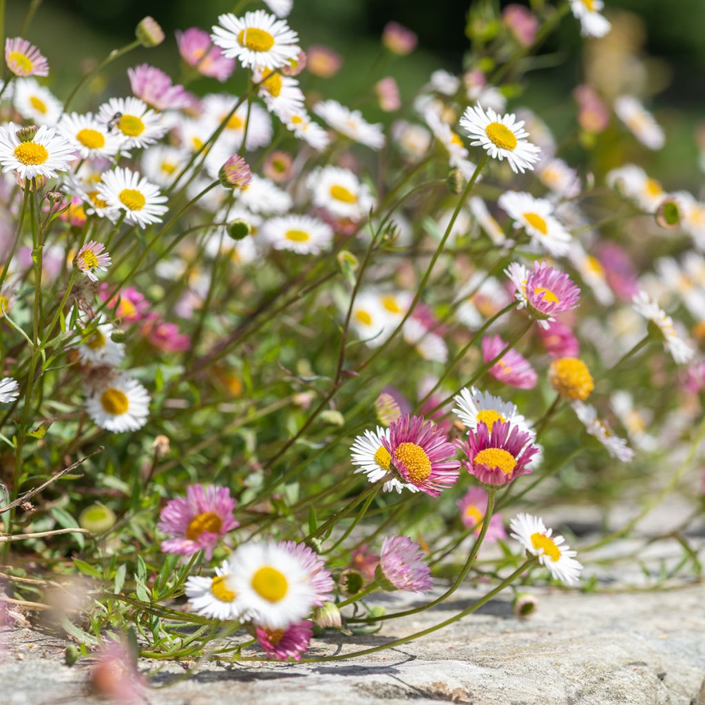 Erigeron karvinskianus - Margarita cimarrona