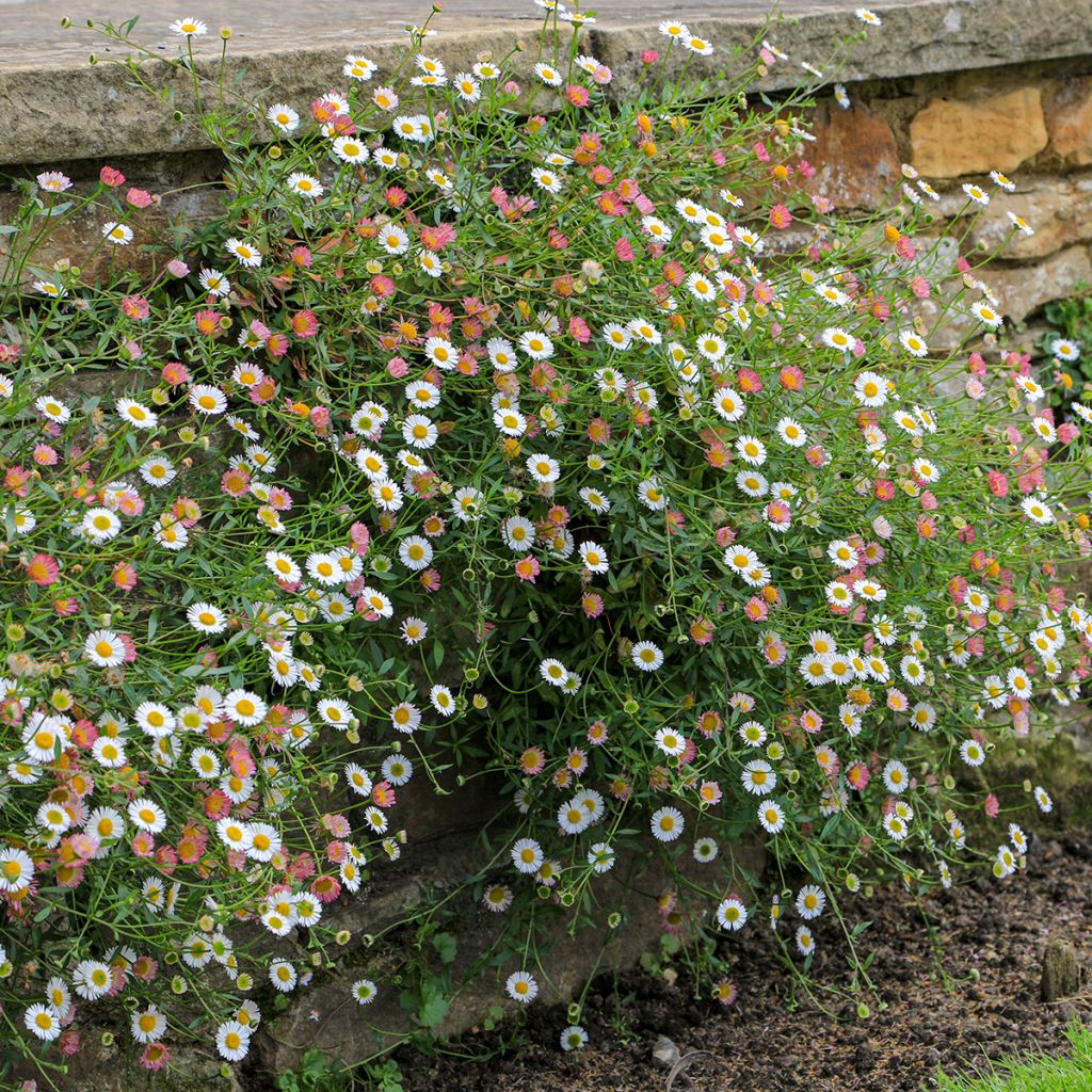 Erigeron karvinskianus - Margarita cimarrona