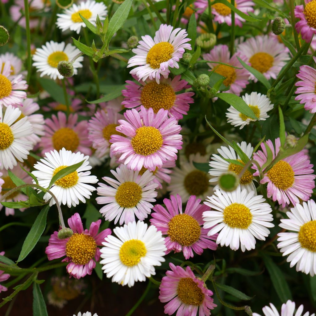 Erigeron karvinskianus - Margarita cimarrona