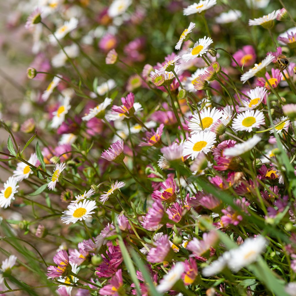 Erigeron karvinskianus - Margarita cimarrona