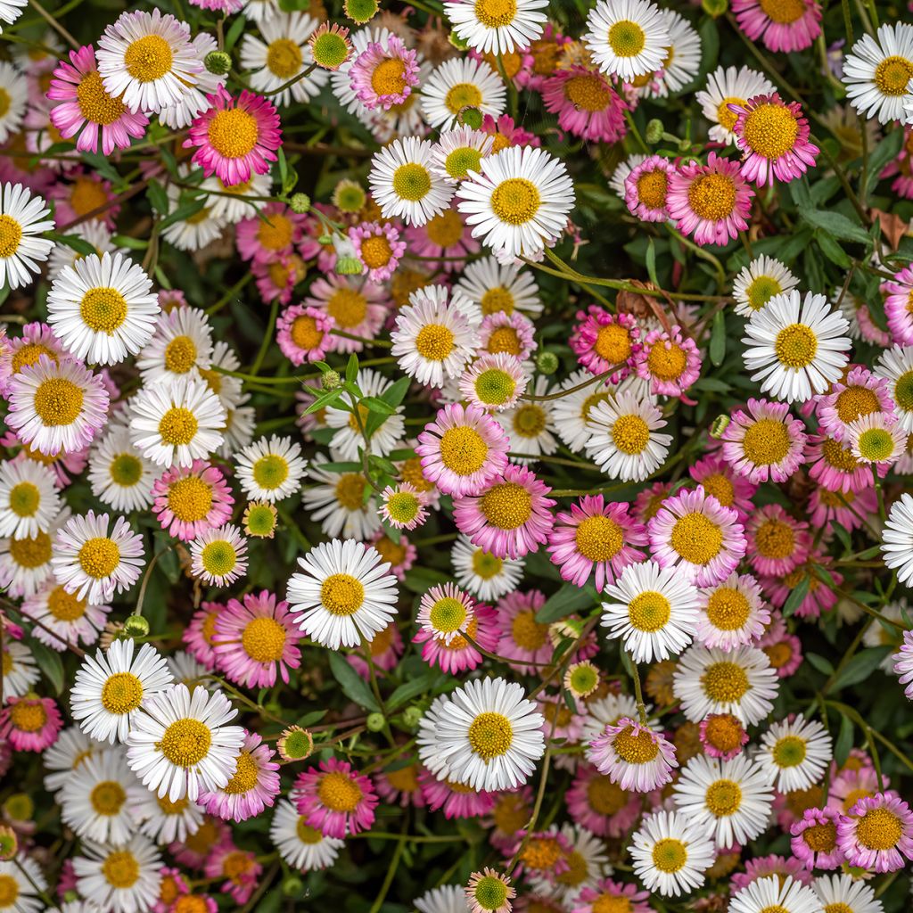 Erigeron karvinskianus - Margarita cimarrona