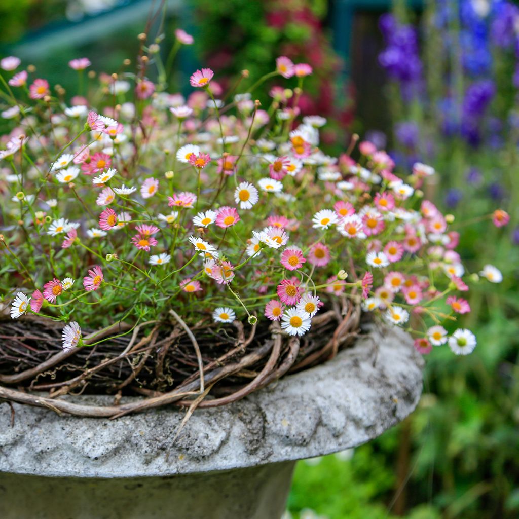 Erigeron karvinskianus - Margarita cimarrona