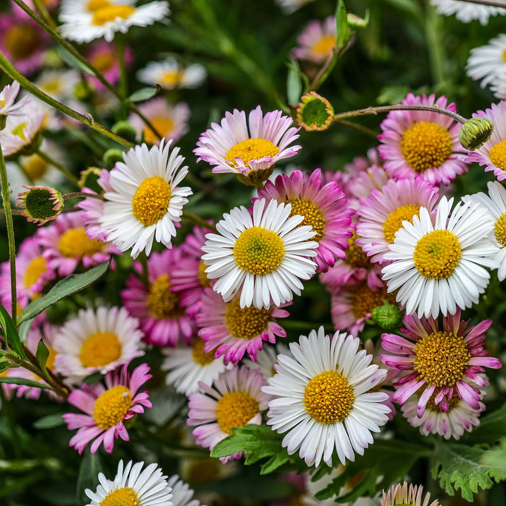 Erigeron karvinskianus - Margarita cimarrona