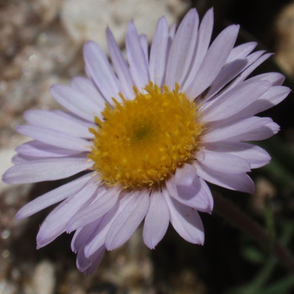 Erigeron leiomerus, Vergerette