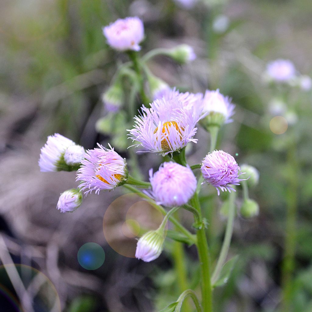 Erigeron philadelphicus - Margarita de Filadelfia