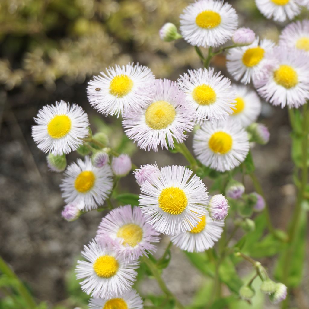 Erigeron philadelphicus - Margarita de Filadelfia